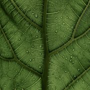 Natura