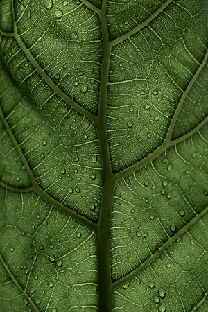 clay-banks-8SXaMMWCTGc-unsplash
