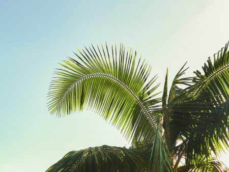 Alone In Paradise