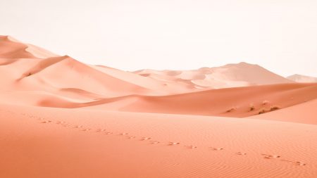 Follow The Footsteps
